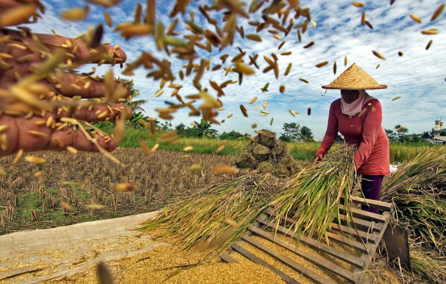 Prospek Cerah Pertanian Indonesia, Padi Japonica di Tangan Djoko Ardhityawan